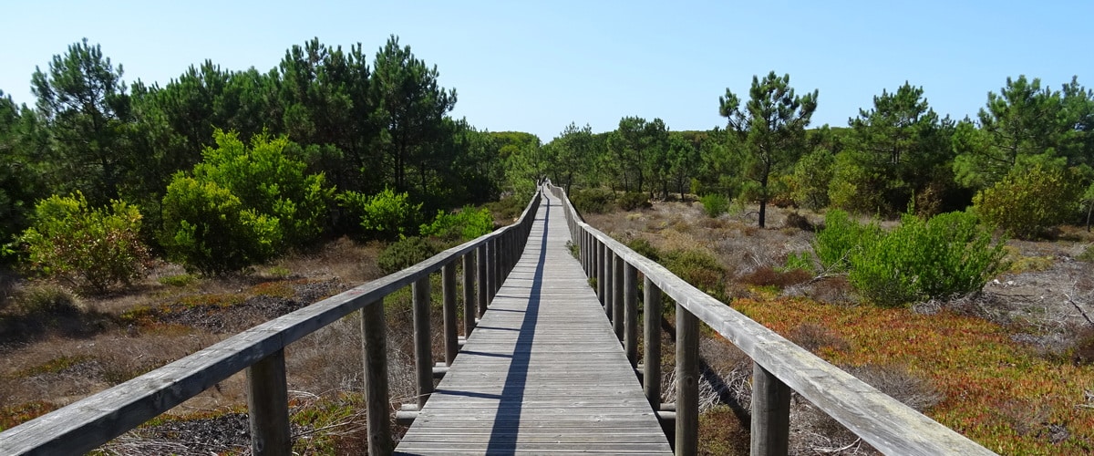 The S Jacinto's Natural reserve in Aveiro