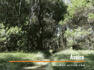 O que visitar em Aveiro: Reserva Natural de S Jacinto em Aveiro, Portugal