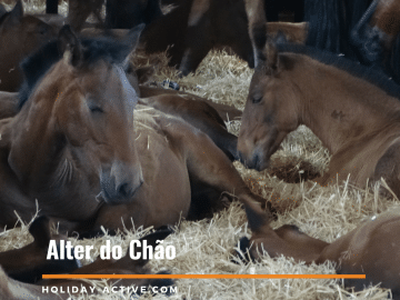 Alter do Chão stud farm is a special treat and well worth the visit