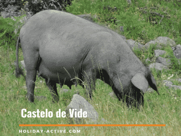 Black pig from which the best presuntos are made off, in What to visit in Castelo de Vide
