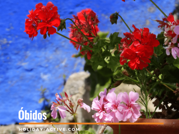 As colordas flores sardiheiras em Obidos