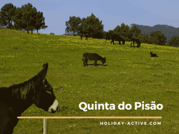 Acttivities for kids in Cascais: Donkey rides in quinta do Pisão